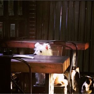 dogs sitting on patio